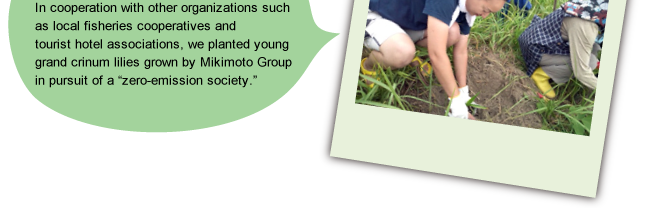 In cooperation with other organizations such as local fisheries cooperatives and tourist hotel associations, we planted young grand crinum lilies grown by Mikimoto Group in pursuit of a “zero-emission society.”